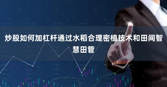 炒股如何加杠杆通过水稻合理密植技术和田间智慧田管